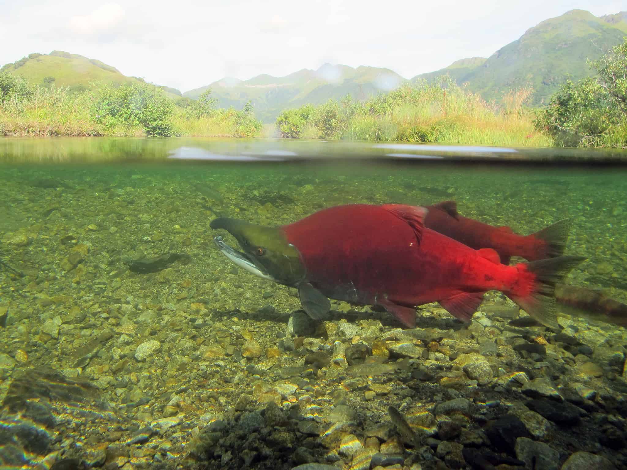 Sockeye Salmon 9 Surprising Facts About A Vagabond Salmon OceanHero